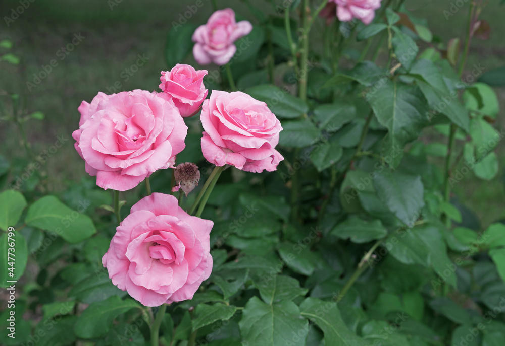 Blooming pink roses in the summer garden. Hybrid tea rose. Blooming pink roses in the summer garden. Hybrid tea rose.