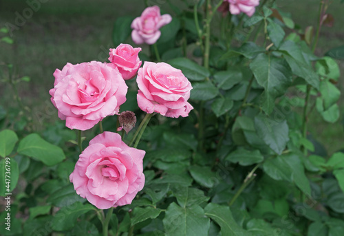 Blooming pink roses in the summer garden. Hybrid tea rose.