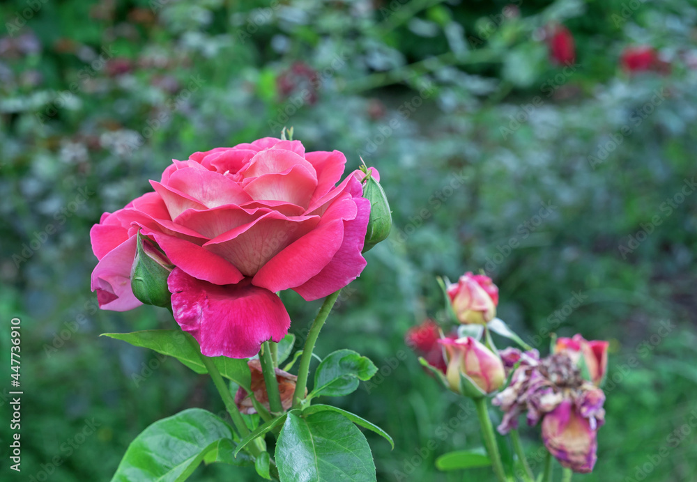 Blooming pink roses in the summer garden. Hybrid tea rose. Blooming pink roses in the summer garden. Hybrid tea rose.
