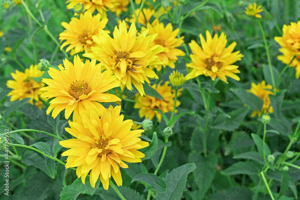 Blooming yellow heliopsis in the summer garden. Blooming yellow heliopsis in the summer garden.
