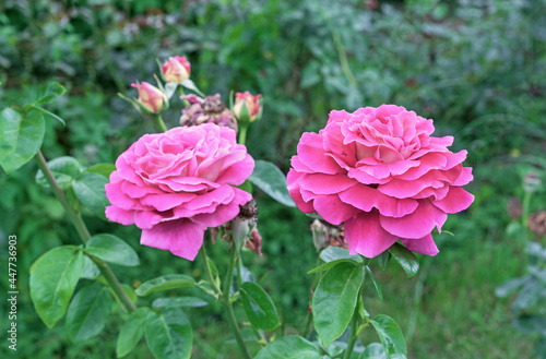 Blooming pink roses in the summer garden. Hybrid tea rose.
