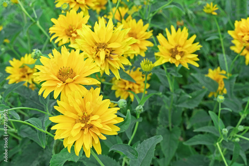 Blooming yellow heliopsis in the summer garden.