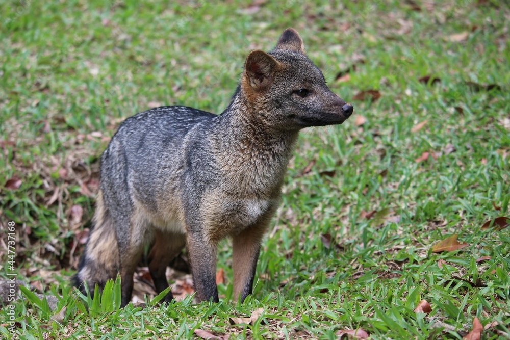 wild dog in the national park of serra dos organs wild dog in the national park of serra dos organs