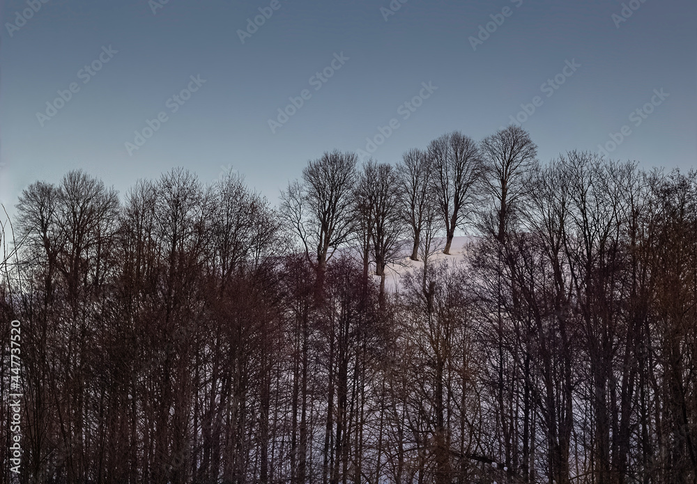 trees in natural landscape trees in natural landscape