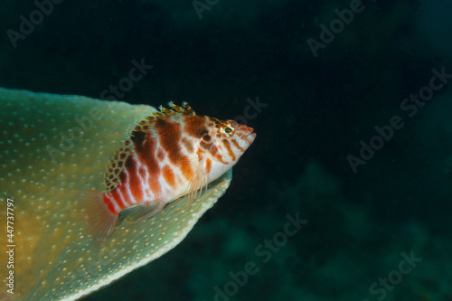 Cirrhitichthys aprinus in deep sea water photo