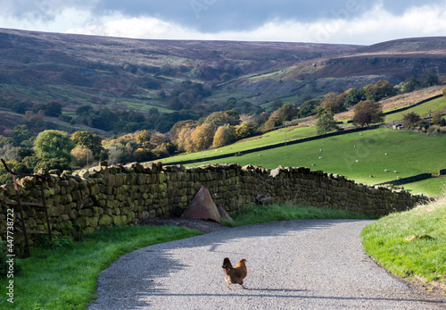 Foto a chicken crossing the road with a view of hills in North Yorkshire