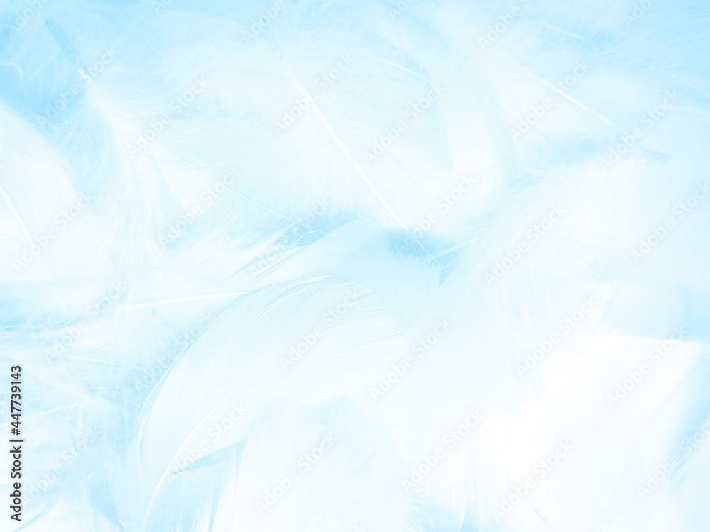 Beautiful abstract blue feathers on white background, white