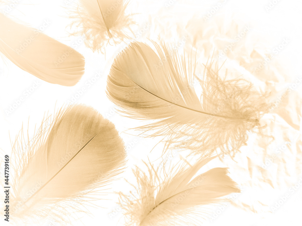 Beautiful abstract white and brown feathers on white background and