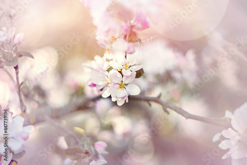 Abstract floral pink background of romantic pink apple trees over pastel flowers with a soft style for spring or summer time. A copy of the space. Soft selective focus, blur, bokeh