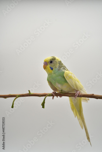 yellow and green parrot