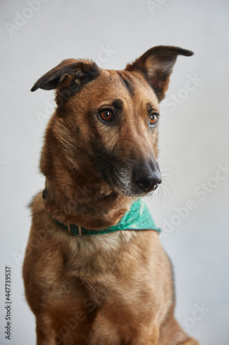 Mixed breed adult dog portrait with a green bandana on grey background.