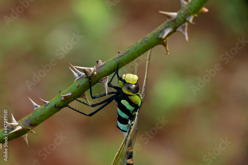 Multi colored odonta or dragon fly from Western Ghats photo