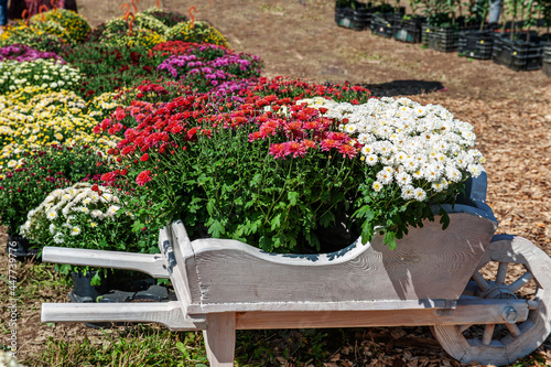 Assortment of colorful chrysanthemums in a wooden decorative cart. In the garden there are flowers and buds of chrysanthemums of different varieties and color.