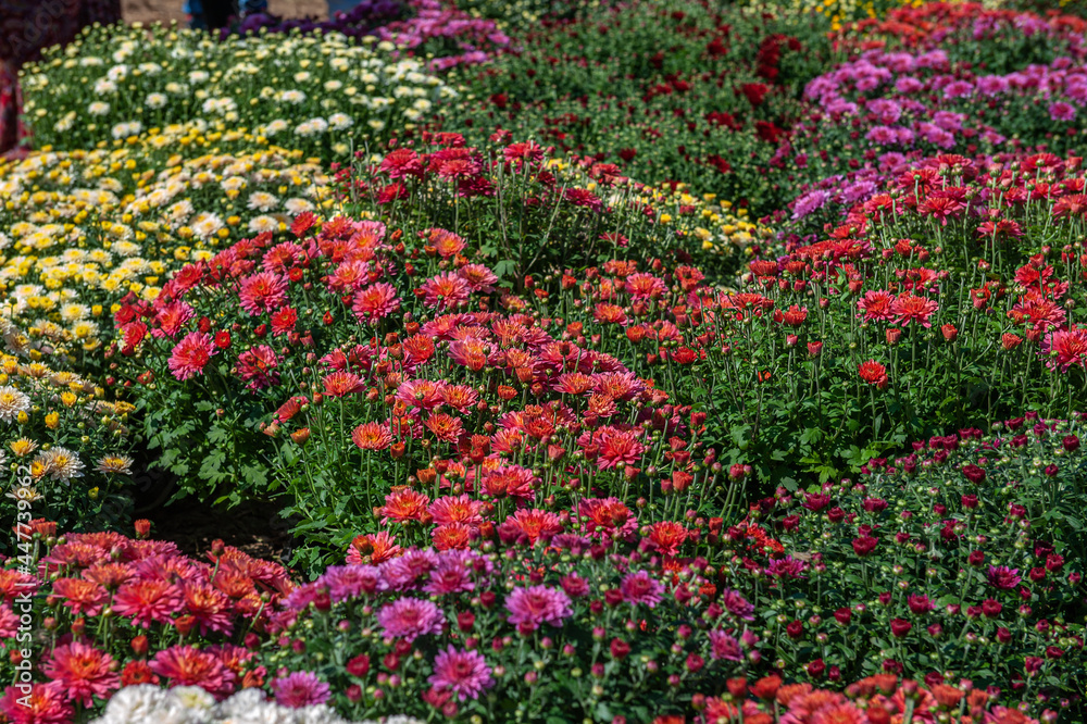 Full-frame view of various chrysanthemums. Flowers and buds of chrysanthemums of different varieties and colors are presented in the garden
