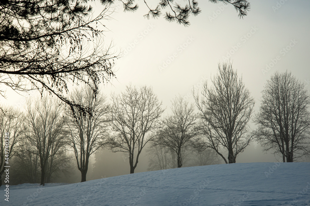 trees in natural landscape trees in natural landscape