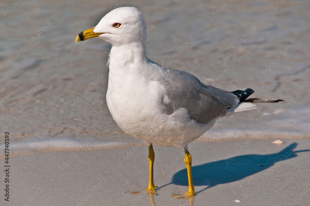 Fototapeta premium front view, close distance of a seagull, standing on a sandy, tropical beach, shoreline with small waves at his feet, searching for nest meal on sunny morning
