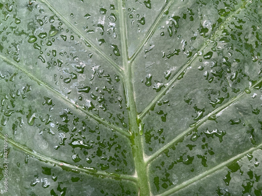 Obraz premium A close up of a garden