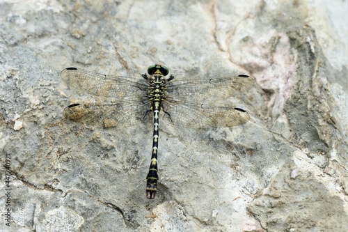 Broad-bodied chaser  dragonfly insect on the stone background