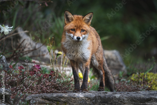 A beautiful female fox staring forward