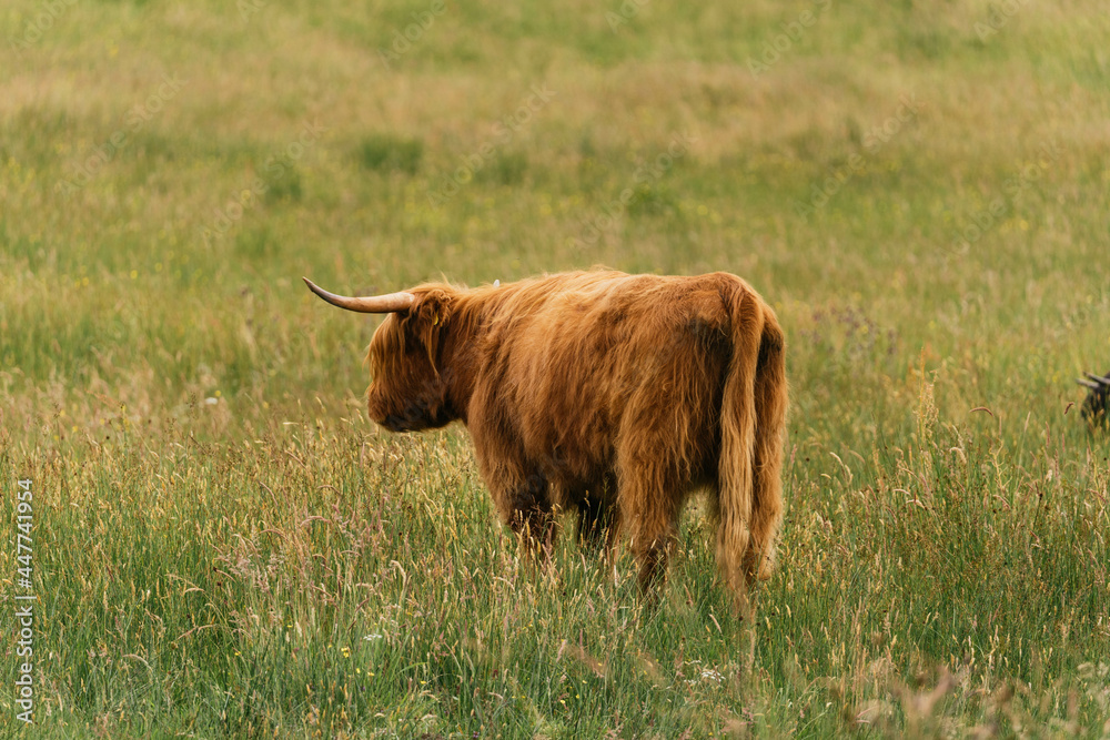 Scottish highlander or Highland cow cattle (Bos taurus taurus) enjoying a sunny day in the nature in Scotland