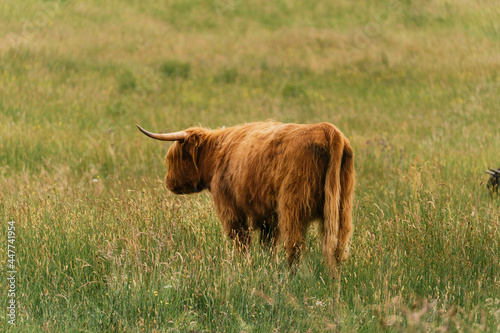 Obraz na płótnie Scottish highlander or Highland cow cattle (Bos taurus taurus) enjoying a sunny day in the nature in Scotland w salonie