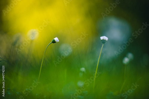 Beautiful green nature background with grass and small flowers. Nice lighting on background, beautiful bokeh.