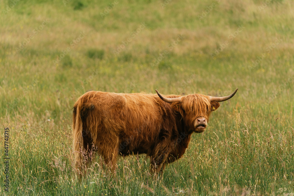 Scottish highlander or Highland cow cattle (Bos taurus taurus) enjoying a sunny day in the nature in Scotland