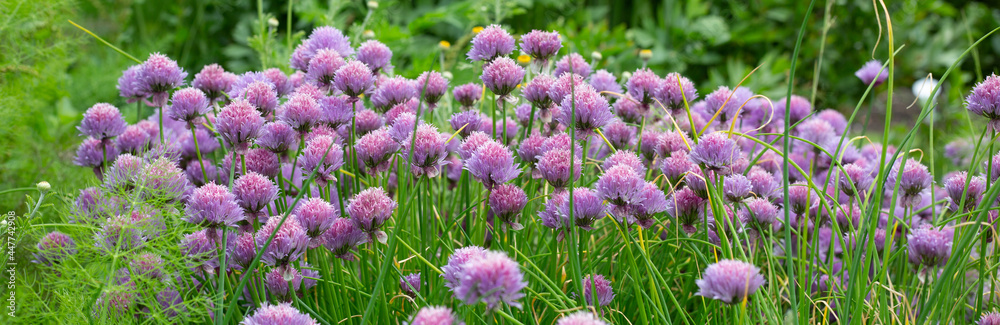 Allium purple flowers in bloom, lilac bush in summer Allium purple flowers in bloom, lilac bush in summer