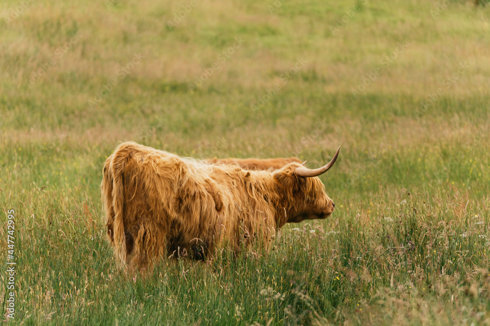 Scottish highlander or Highland cow cattle (Bos taurus taurus) enjoying a sunny day in the nature in Scotland