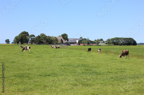 Cows in a Dutch meadow on a sunny summer day in the Netherlands with a farm in the background.