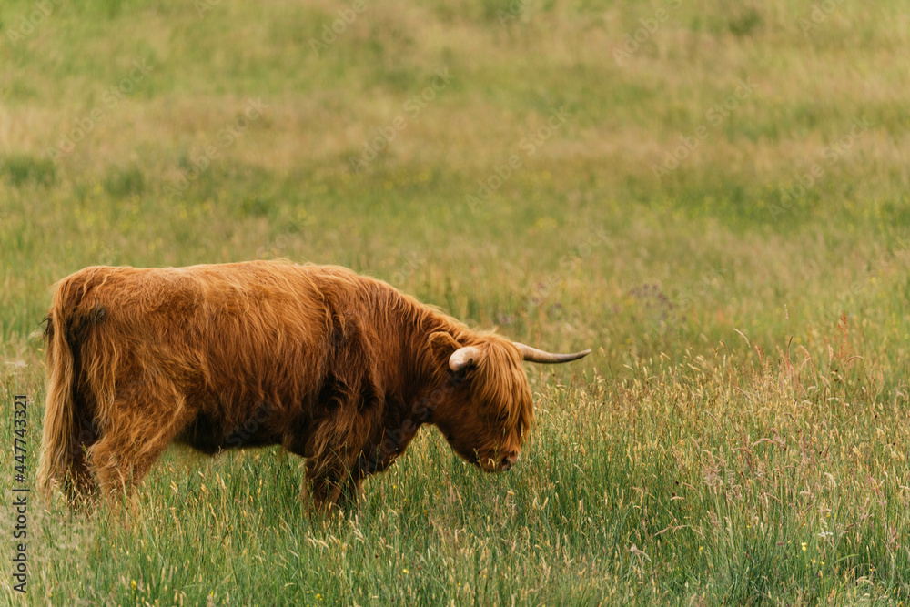 Scottish highlander or Highland cow cattle (Bos taurus taurus) enjoying a sunny day in the nature in Scotland