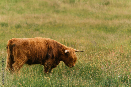 Obraz na płótnie Scottish highlander or Highland cow cattle (Bos taurus taurus) enjoying a sunny day in the nature in Scotland w salonie