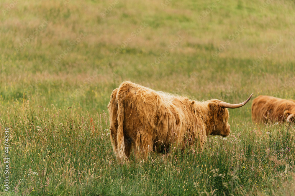 Scottish highlander or Highland cow cattle (Bos taurus taurus) enjoying a sunny day in the nature in Scotland