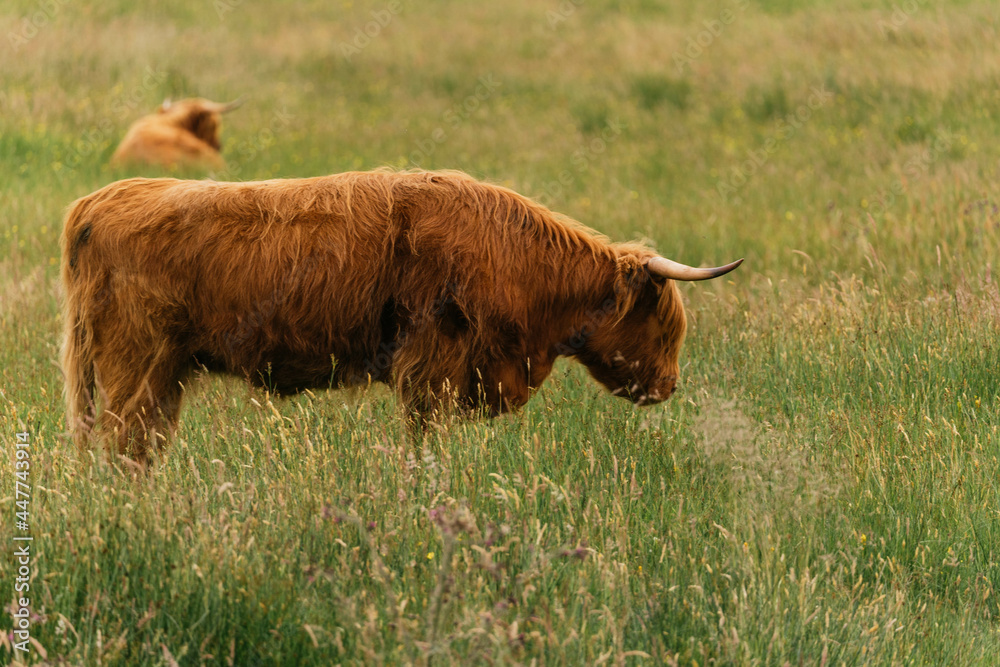 Scottish highlander or Highland cow cattle (Bos taurus taurus) enjoying a sunny day in the nature in Scotland