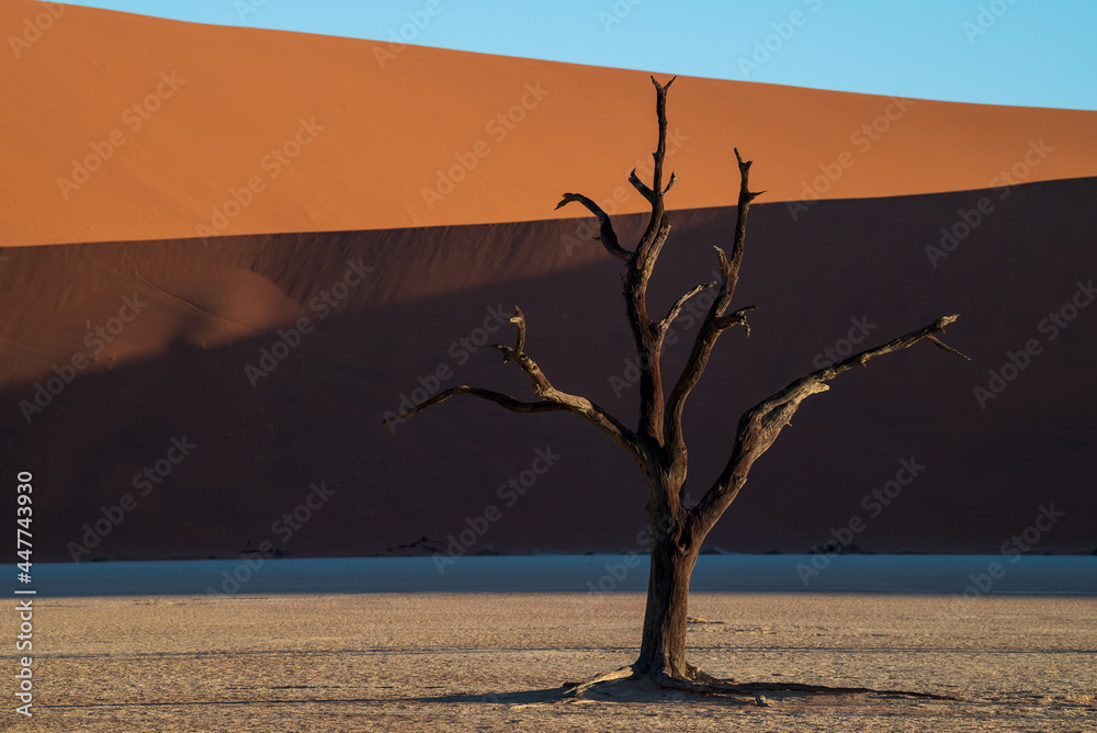 Deadvlei salt pan trees in Sesreim Soussuvlei Namib-Naukluft National Park popular travel destination, Namibia. Deadvlei salt pan trees in Sesreim Soussuvlei Namib-Naukluft National Park popular travel destination, Namibia.