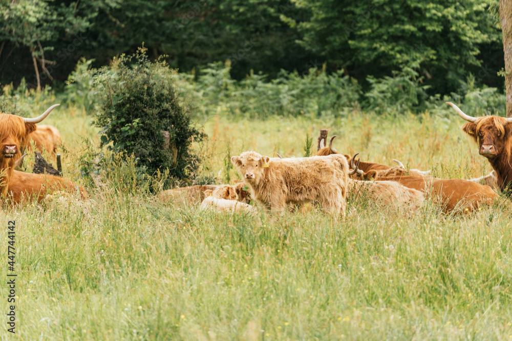 Scottish highlander or Highland cow cattle (Bos taurus taurus) enjoying a sunny day in the nature in Scotland