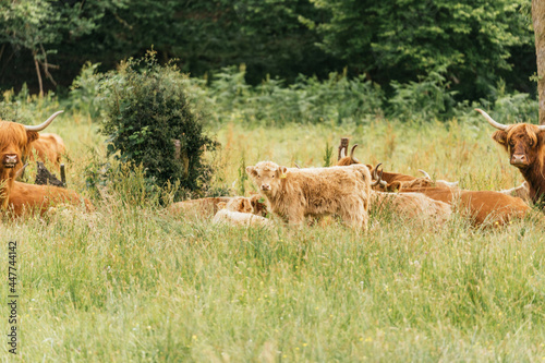 Obraz na płótnie Scottish highlander or Highland cow cattle (Bos taurus taurus) enjoying a sunny day in the nature in Scotland w salonie
