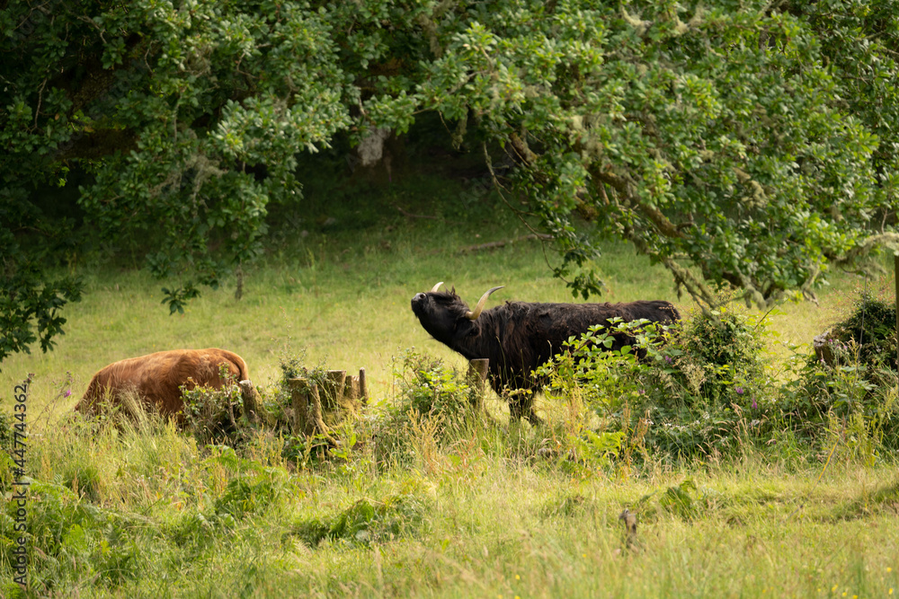 Scottish highlander or Highland cow cattle (Bos taurus taurus) enjoying a sunny day in the nature in Scotland