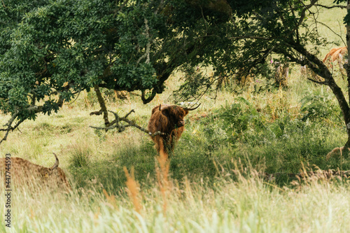 Scottish highlander or Highland cow cattle (Bos taurus taurus) enjoying a sunny day in the nature in Scotland