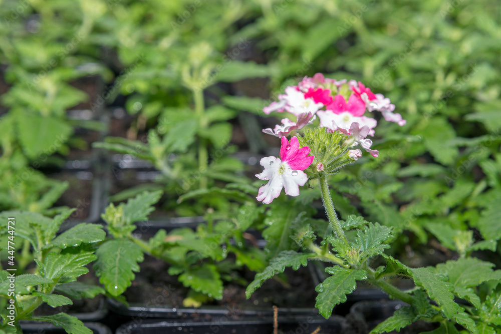 Young flower seedlings. Flowering sprouts. Growing in a greenhouse. Selective focus. Young flower seedlings. Flowering sprouts. Growing in a greenhouse. Selective focus.