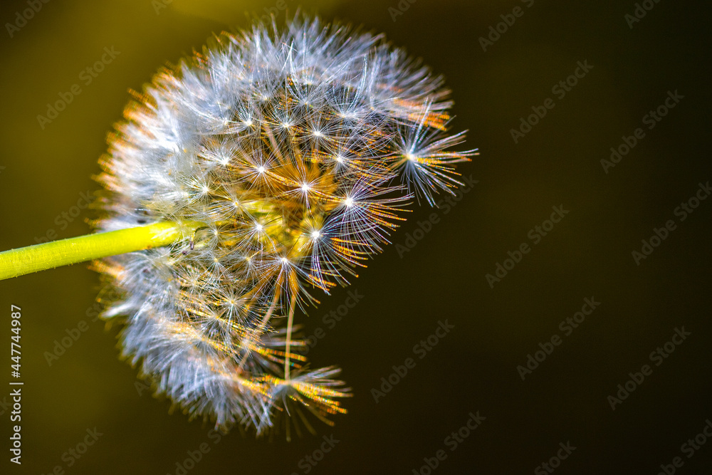 Fototapeta premium Part of a dandelion illuminated by golden light against a dark background