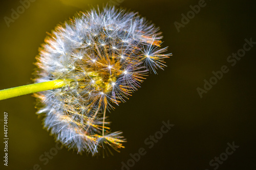 Part of a dandelion illuminated by golden light against a dark background
