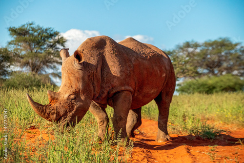 White rhino (Ceratotherium simum)) in Kalahari bush, Namibia.