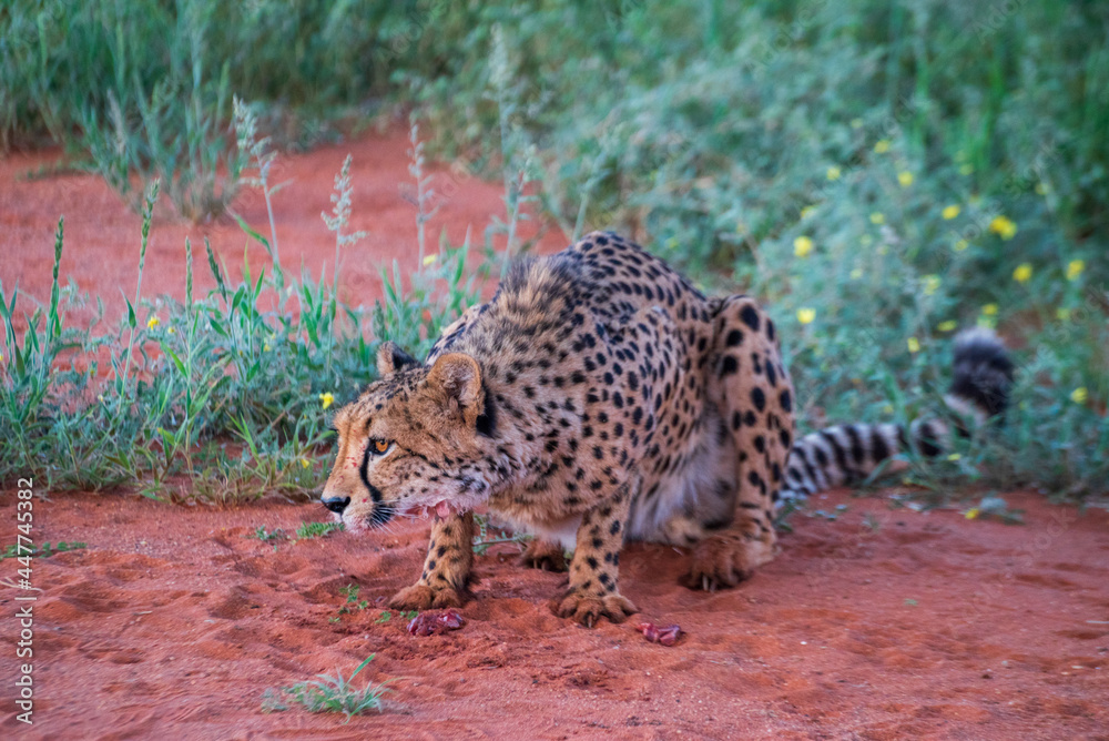 View of a Cheetah (Acinonyx jubatus) waiting in grass at shade, Kalahari desert, Namibia. View of a Cheetah (Acinonyx jubatus) waiting in grass at shade, Kalahari desert, Namibia.