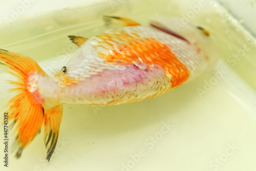 Scales loss on back of sick lionhead goldfish.
