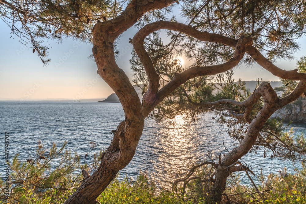 Coucher de soleil sur la Côte d'Azur depuis le Cap Ferrat avec vue mer et pins parasols