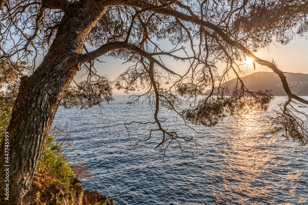 Coucher de soleil sur la Côte d'Azur depuis le Cap Ferrat avec vue mer et pins parasols