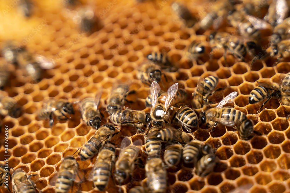 marked queen bee is eaten on honeycombs for offspring. Bee honeycombs, like a queen sowing, brood. marked queen bee is eaten on honeycombs for offspring. Bee honeycombs, like a queen sowing, brood.