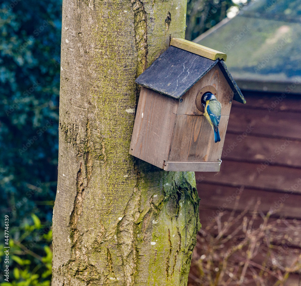 Parent Bluetit bird entering nestbox in early spring at Pickmere, Knutsford, Cheshire, UK Parent Bluetit bird entering nestbox in early spring at Pickmere, Knutsford, Cheshire, UK