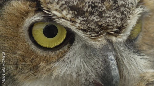 Slow motion eyes blinking on great horned owl - macro close up photo